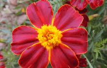 孔雀草有什么花语？这些花语你都知道吗？