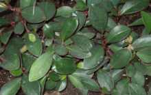 紫边碧玉椒草怎么养？怎么才能让紫边碧玉椒草更旺盛？