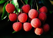 荔枝怎么正确保持新鲜?知道这几招保存15天和刚摘的一样新鲜！