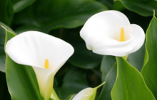 海芋花怎么养？怎么才能让海芋花更美丽？