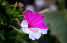 紫茉莉怎么养？怎么才能让紫茉莉更美观？