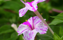 紫茉莉有毒吗？紫茉莉能养在家里吗？