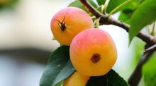 沙果和苹果的区别是什么?沙果和苹果这些区别你知道吗?