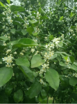 砂糖橘几月开花?不知道?快来了解砂糖橘的前世今生!