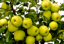 黄元帅苹果的热量是多少？热量不高还能减肥！
