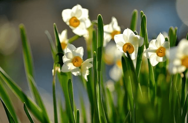 水仙花的花语到底是什么 好好看一看水仙花的花语 花草百科网