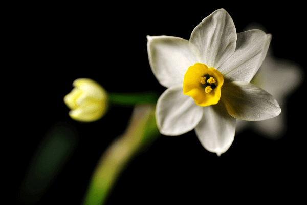 水仙花的花语到底是什么 好好看一看水仙花的花语 花草百科网