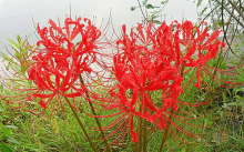 你知道曼陀罗花语的花语是什么吗?曼陀罗花语背后的传说你听过