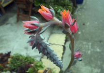 蓝石莲花语是什么？蓝石莲花语介绍！