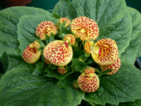 蒲包花花期是什么时候?花期如何管养?蒲包花花期知识介绍！