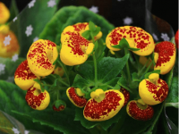 蒲包花要怎么养?总是养不好?掌握这些轻松养出娇俏艳丽的蒲包花!