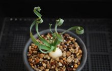 弹簧草开花时有毒吗?弹簧草究竟能不能在室内养殖?