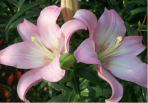 百合花怎么养殖呵护?百合花怎么养殖开花多且美?