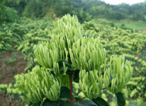 金银花栽培技术介绍！金银花的栽培技术大全！