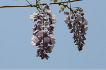 你知道紫藤花是什么时候开花吗？紫藤花又有什么特殊的寓意呢？