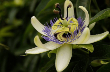 还在羡慕别人家的西番莲花香果甜？西番莲怎么养殖？