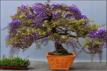 怎样种植盆栽紫藤?比比谁种的更艳丽!