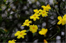法国香水花有毒吗?如何养殖法国香水花呢?