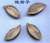 ​使君子的功效都有啥?能年年益寿?当然还有这些作用!