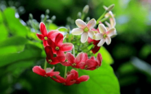 使君子的花语是什么?你了解使君子的花语吗?