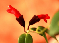 口红花怎么过冬?注意这几点，让家里的口红花安全越冬!