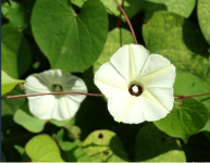 你知道月光花的花语是什么?月光花送人竟然有这样的寓意!