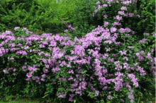 你知道蒜香藤的种植方法是什么啊?有什么需要注意的地方吗?