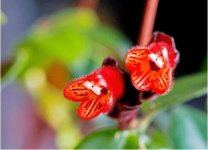 口红花为什么不开花?知道这些让你的口红花花更多叶更茂颜值爆表!