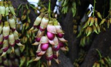 禾雀花怎么养更旺盛？禾雀花养殖小技巧都在这里！