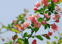 海棠花开的寓意是什么？在家养海棠花到底吉不吉利呢？