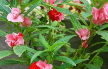 茶花凤仙什么时候开花？这个时间一定要去看茶花凤仙！