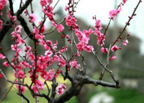 梅花怎么种植？梅花种植方法介绍！