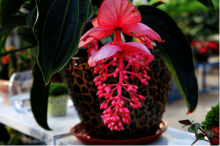 你知道宝莲灯花的花语是什么吗?宝莲灯花又有什么寓意呢?