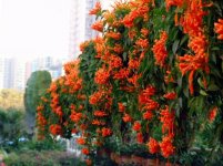 炮仗花的养殖方法和注意事项介绍！炮仗花这样养更加旺盛！