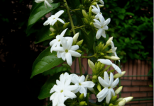 毛茉莉是长毛的茉莉吗?如何培植毛茉莉?