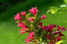 锦带花怎么养?锦带花养殖方法介绍!掌握这几点锦带花爆花一层