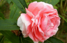 茶花凤仙怎么养？怎么才能让茶花凤仙更美丽？