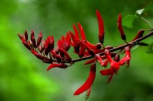 龙牙花怎么养？学会这些养殖方法教你养出鲜艳的龙牙花！