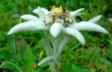 雪绒花怎么养？怎么才能让雪绒花更健康？