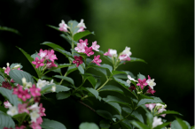 海仙花和锦带花的区别?知道这些让你分辩海仙花不再出错!