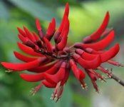 你知道龙牙花的花语是什么吗？它的传说你听过吗？