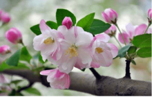 你知道海棠花的花语是什么吗?送人到底海棠花有何寓意?