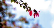 红花继木遭遇病虫害该怎么处理?红花继木防病虫害方法介绍!