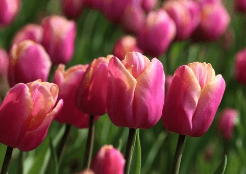 花语 郁金香 郁金香的花语和不同数量表达的意思