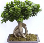 人参榕怎么养?手把手教你养出“别人家的”人参榕盆栽!