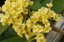四季桂什么时侯开花?花期前掌握这几个窍门能让四季桂花开得更美!