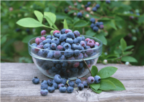 盆景蓝莓怎样修剪?怎样才能修剪出精致优雅的盆景蓝莓?