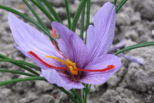 藏红花多少钱一克?藏红花怎样辨别真伪?