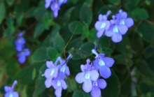 海豚花有毒吗？海豚花能放卧室里吗？