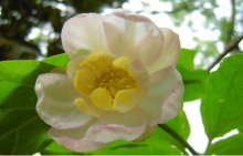 夏腊梅养殖方法介绍!如何才能养出清新淡雅的夏腊梅?